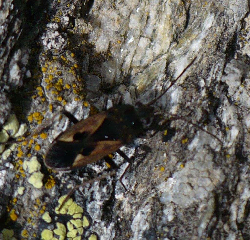 Lygaeidae: Rhyparochromus phoeniceus del Piemonte (TO)